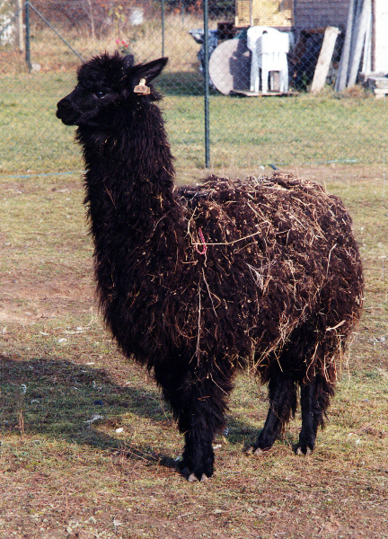 aulatalalpaka_ganz