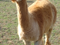 Suri Stute