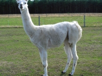 Lama