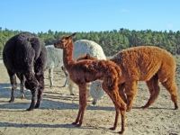 aulatal3