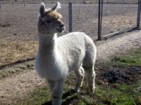 huacaya_hengst