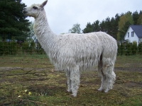 suri_hengst