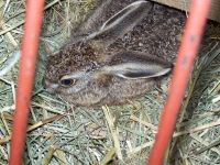 junger Hase