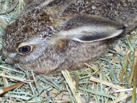 junger Hase