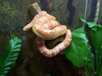 Kornnatter ( rot )