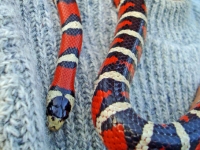 Königsnatter