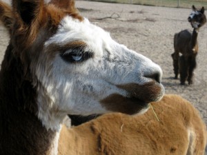 alpakafarm1