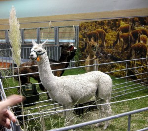alpakafarm17