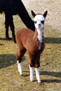 alpakafarm5