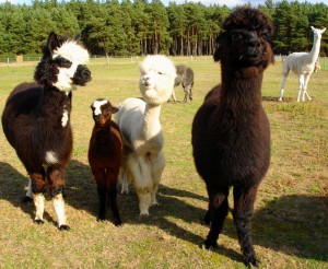 alpakafarm6