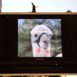 bild_7